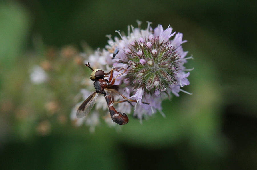 Conops silaceus e Physocephala lacera (Conopidae)